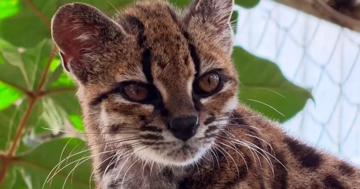 Análises genéticas revelam o Tilcayo e reorganizam a classificação dos gatos-tigres